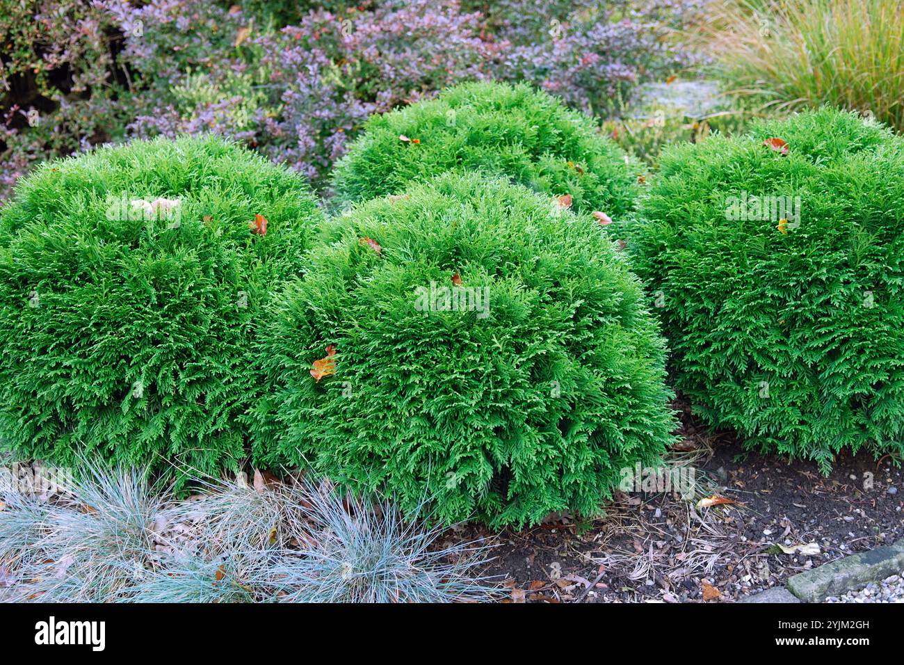 Thuja occidentalis 'Mecki' Stock Photo - Alamy