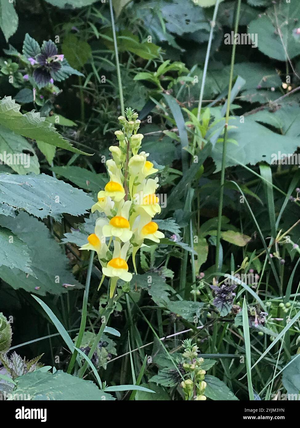 Toad Fls common toadflax (Linaria vulgaris Stock Photo - Alamy