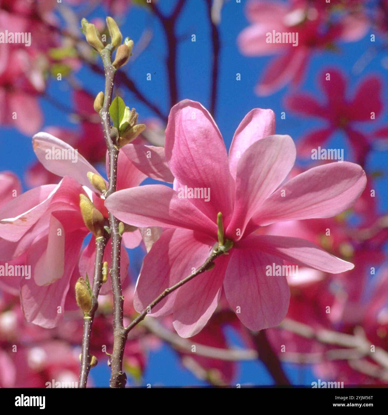 Bluehende Magnolie, Magnolia Galaxy, Blooming magnolia Stock Photo