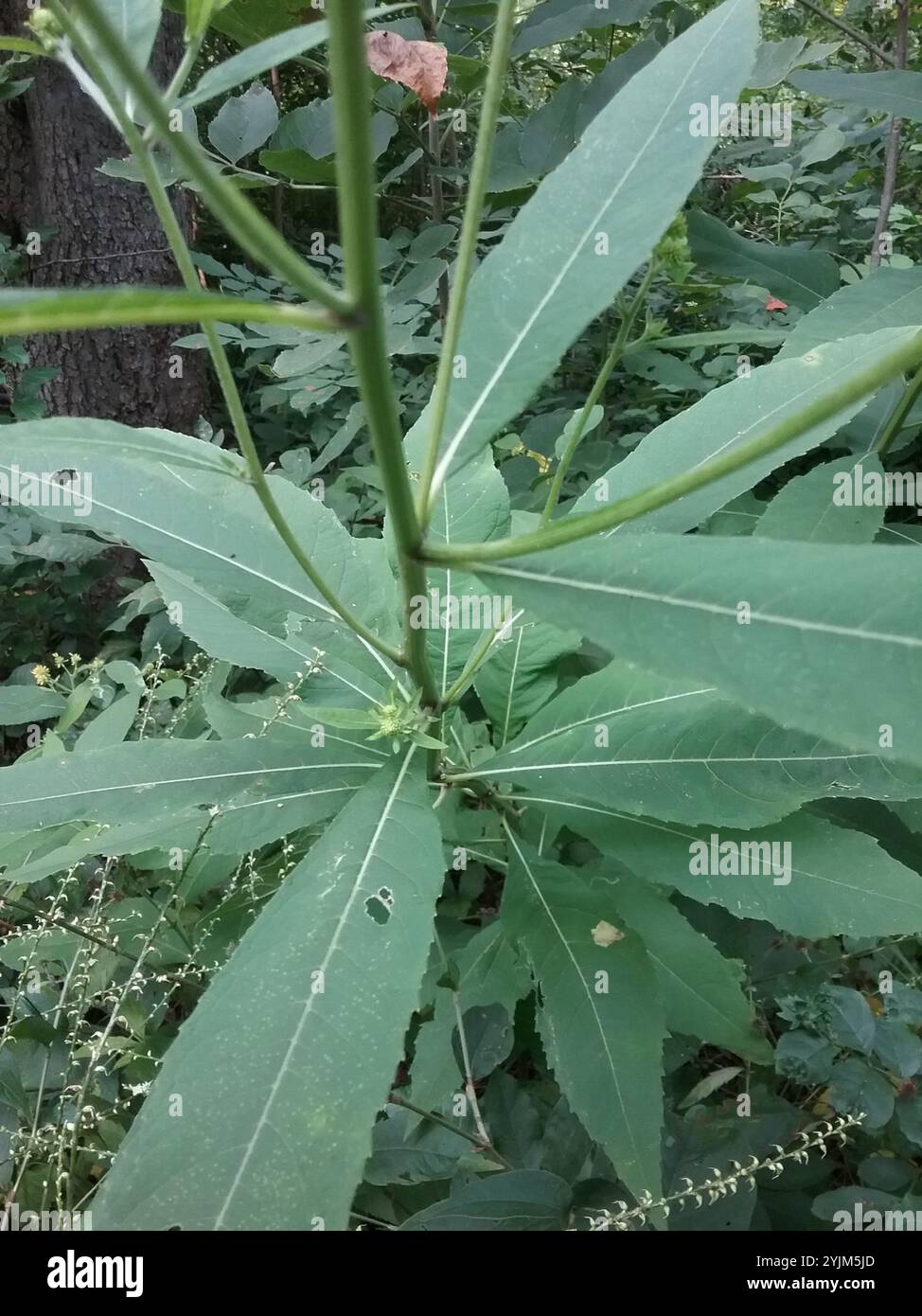 White Wingstem Wingstem (Verbesina alternifolia Stock Photo - Alamy