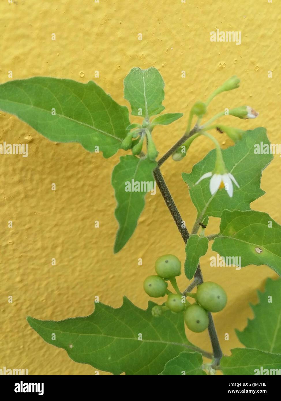 Black Nightshade Complex (Solanum nigrum Stock Photo - Alamy