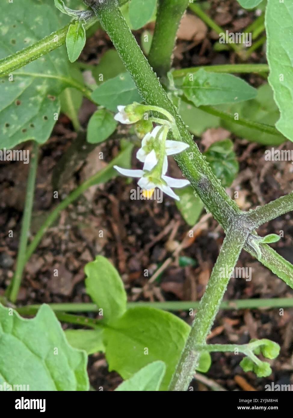 Black Nightshade Complex (Solanum nigrum Stock Photo - Alamy