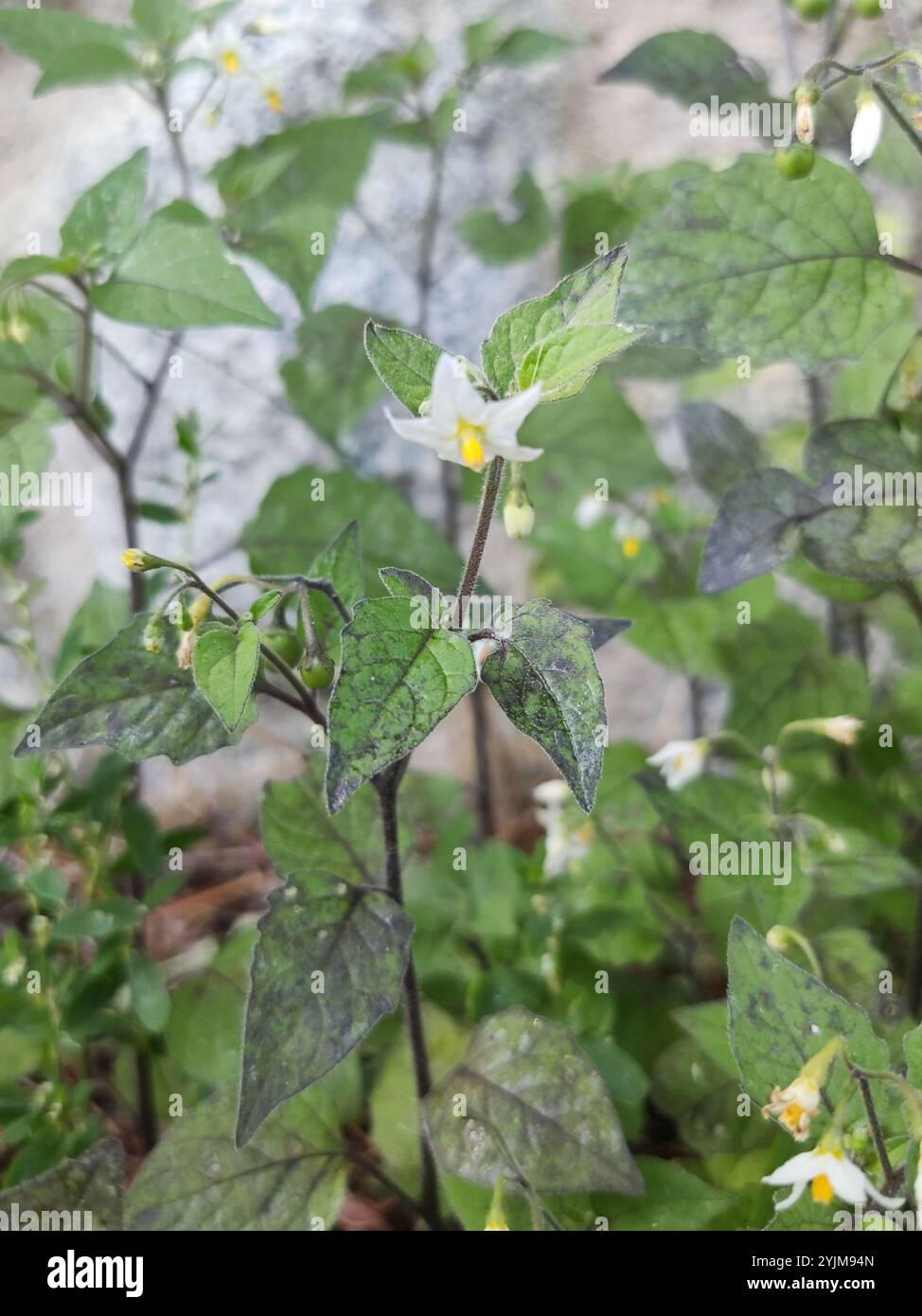 black nightshade (Solanum nigrum Stock Photo - Alamy