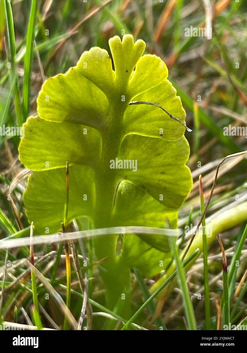 The common moonwort hi-res stock photography and images - Alamy