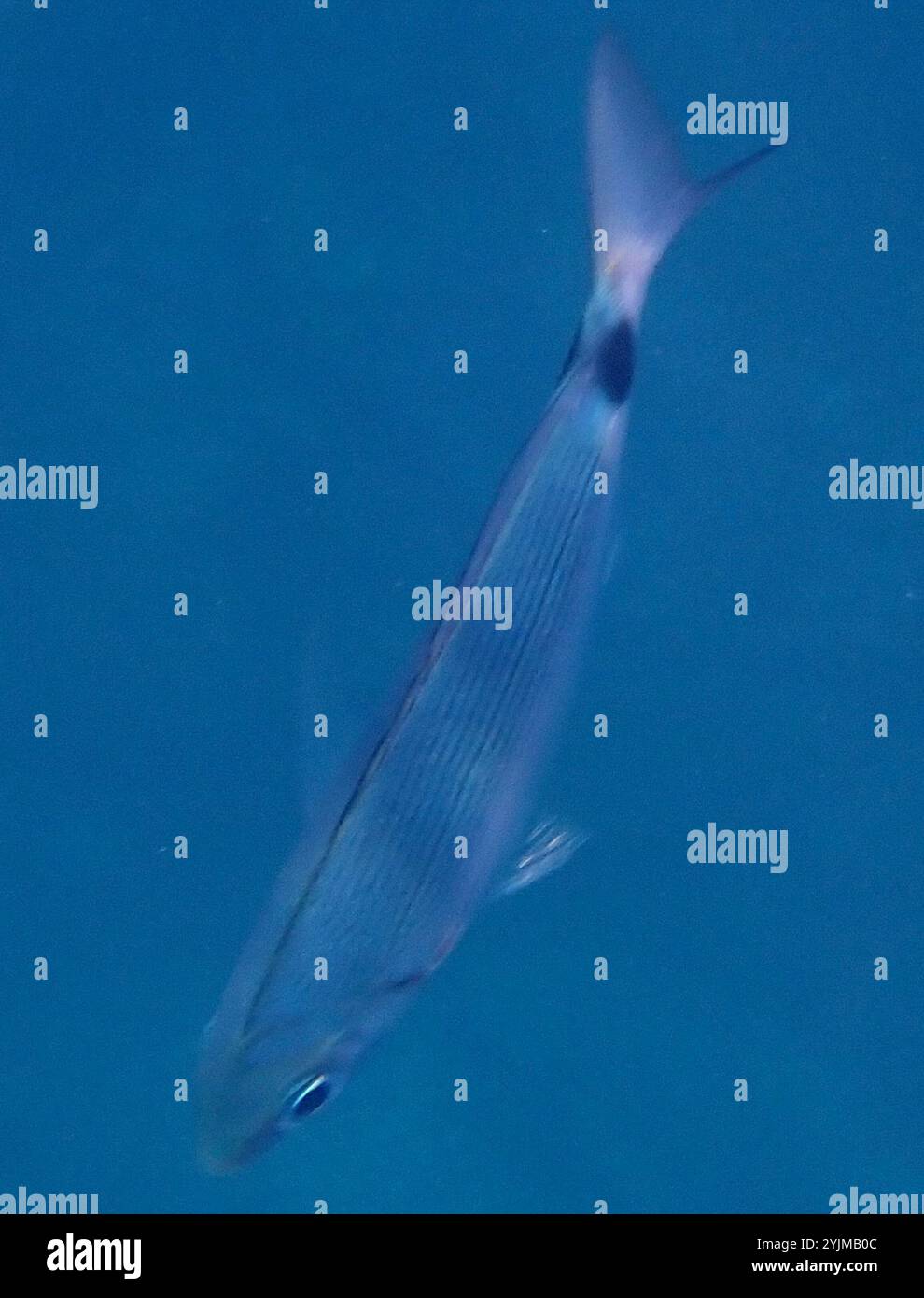 saddled-seabream-oblada-melanurus-stock-photo-alamy