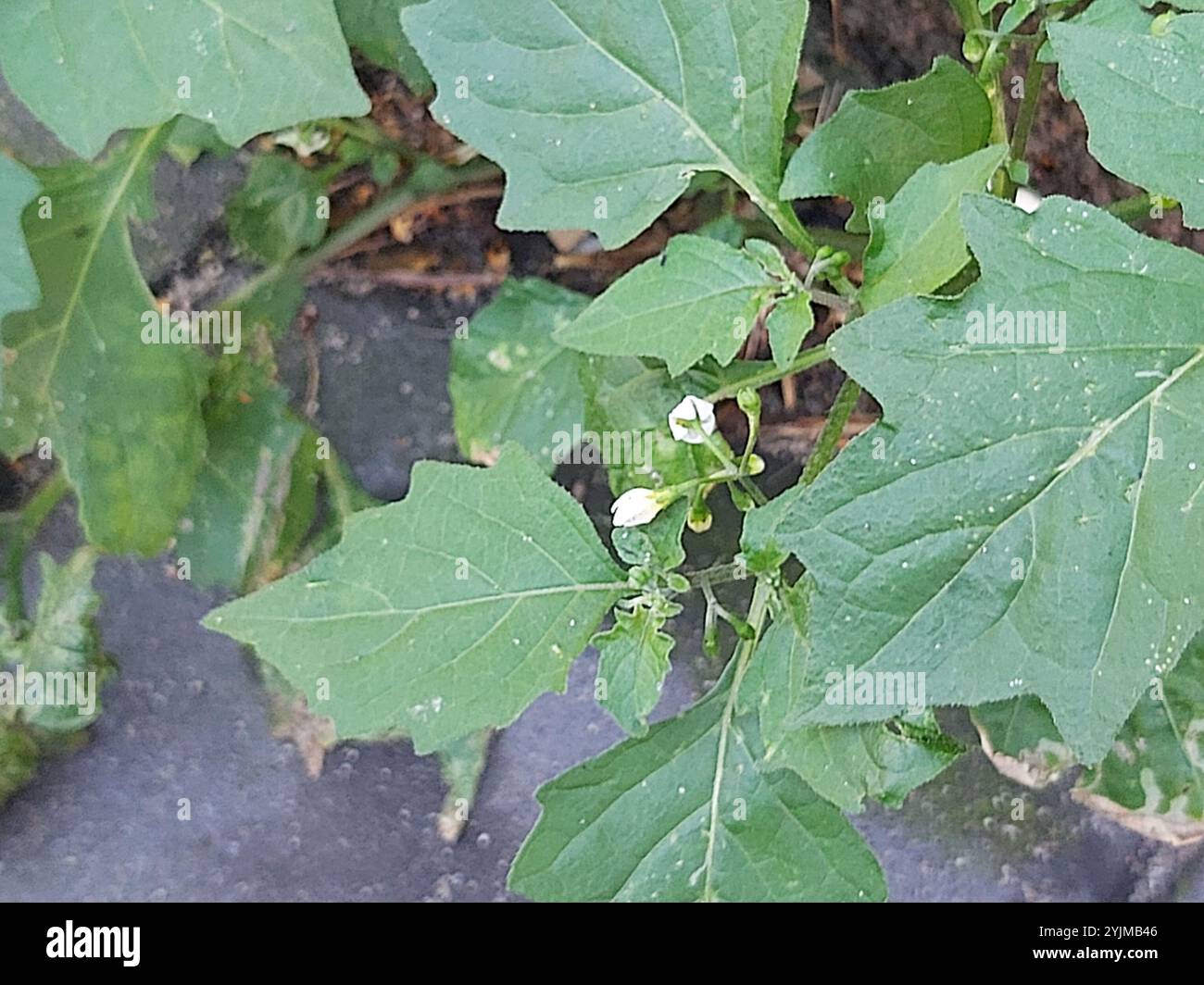 black nightshade (Solanum nigrum Stock Photo - Alamy