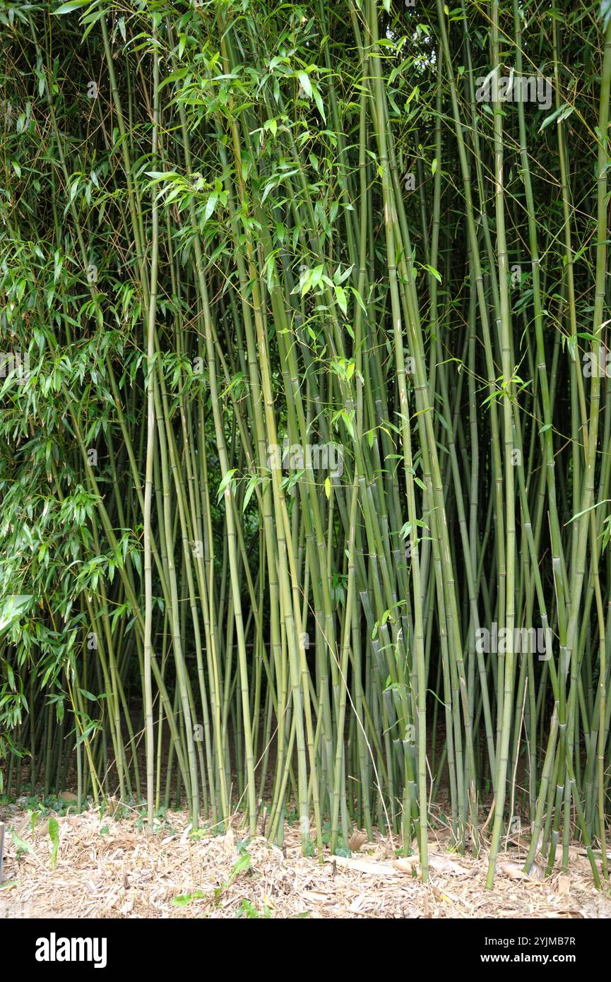 Bisett-Flachrohrbambus, Phyllostachys bissetii,, Bisett flat-tube bamboo Stock Photo