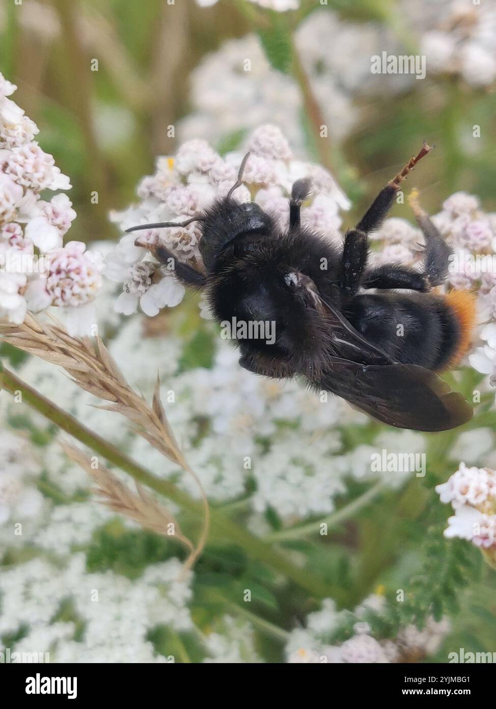 Bombus rupestris hi-res stock photography and images - Alamy