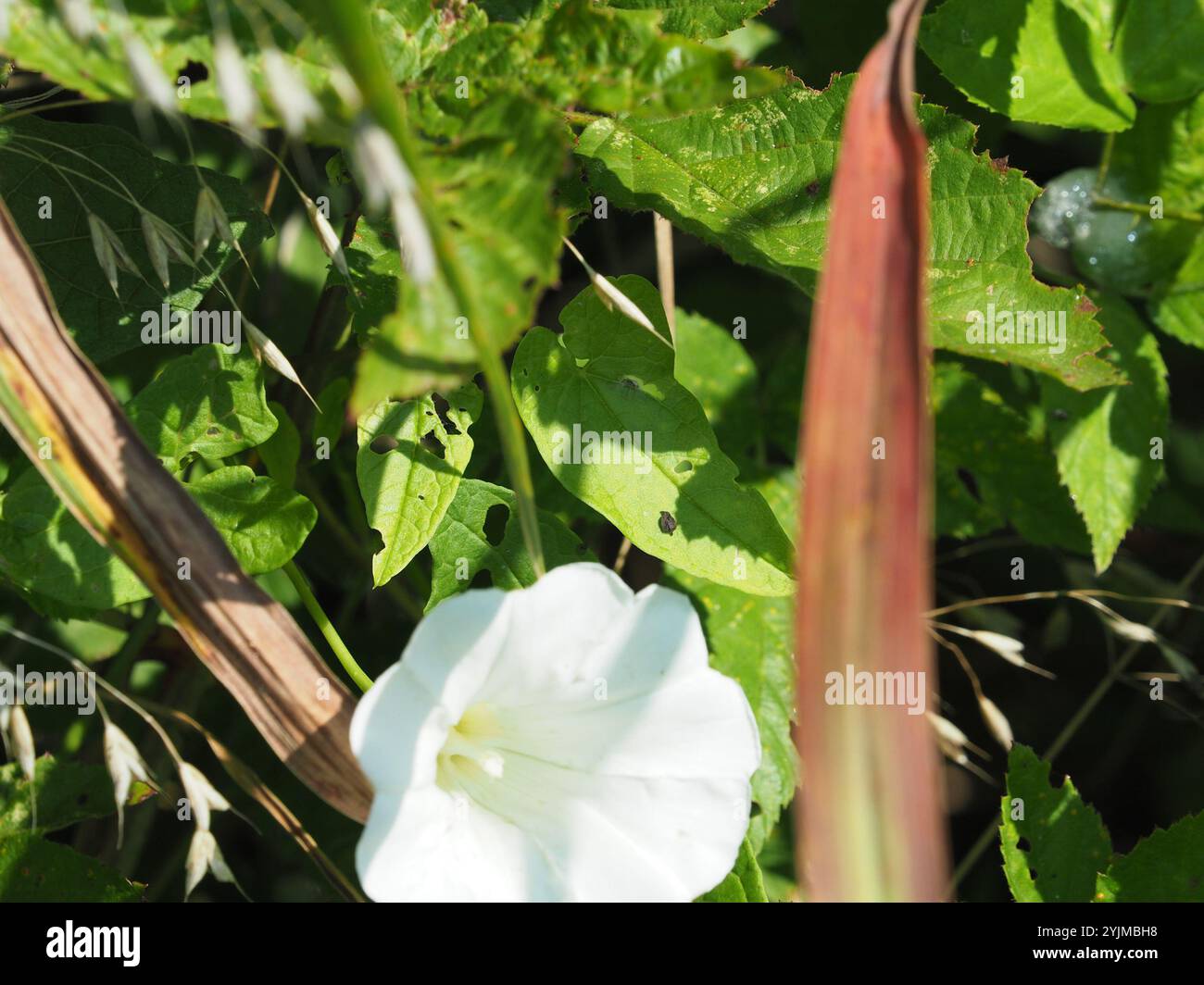 Do Dogs Eat Hedge Bindweed Stalks Reference: Hedge Bindweed Calystegia Sepium Stock Photo
