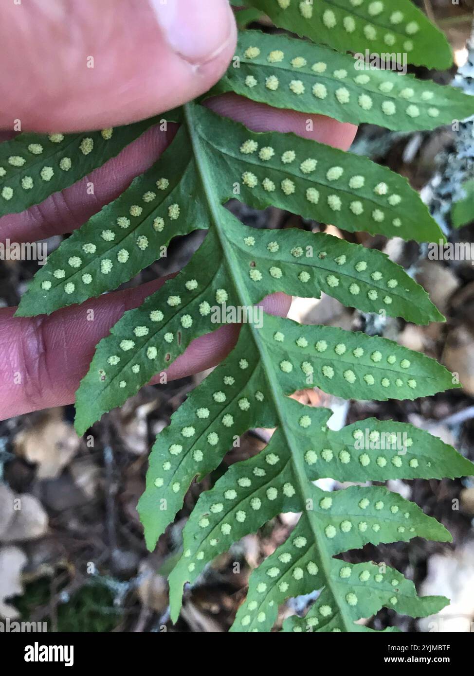 polypody ferns (Polypodium Stock Photo - Alamy