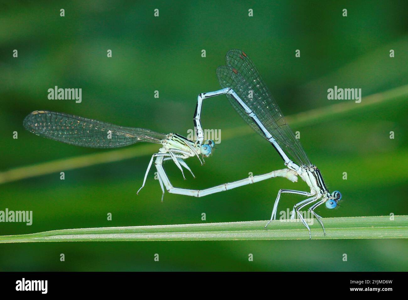 White-legged Damselfly (Platycnemis pennipes Stock Photo - Alamy
