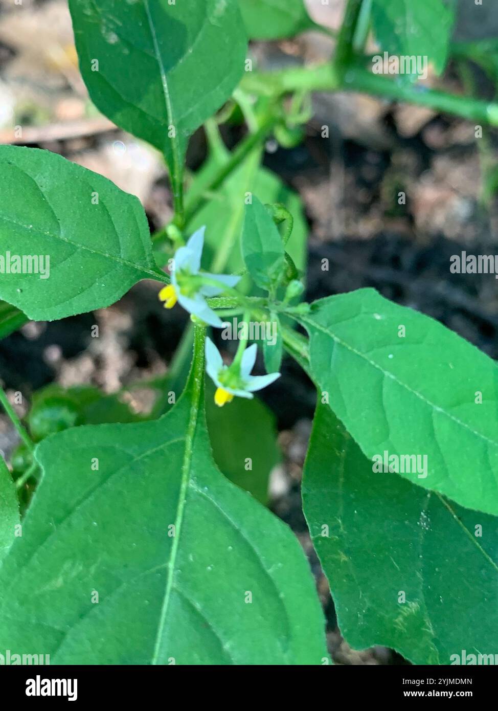 eastern black nightshade (Solanum emulans Stock Photo - Alamy