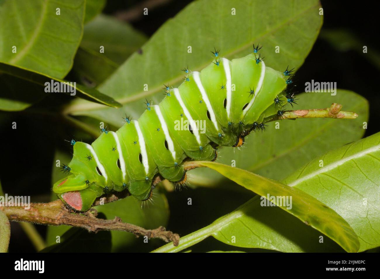 Rothchild's Atlas Moth (Rothschildia jacobaeae Stock Photo - Alamy