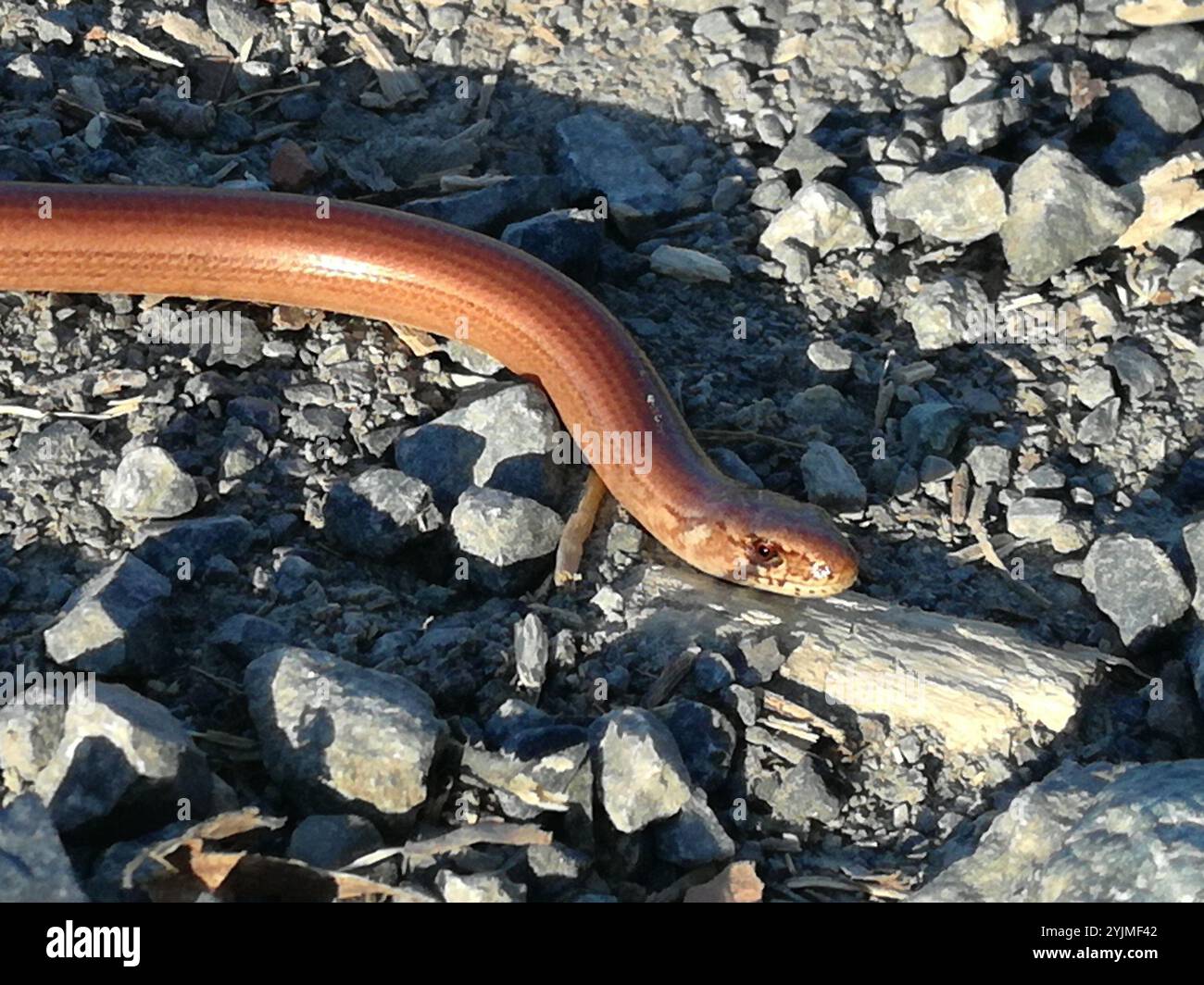 Common Slowworm (Anguis fragilis Stock Photo - Alamy