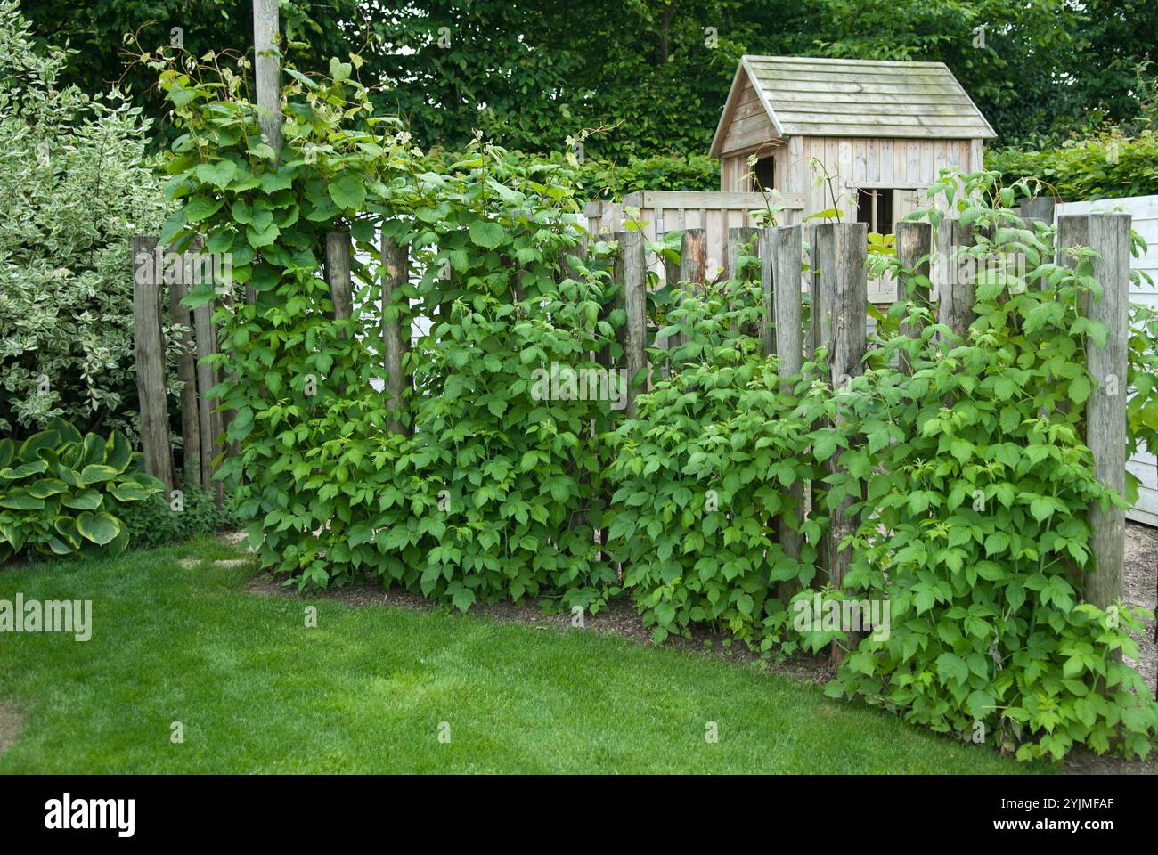 Beerenobst-Garten, Rubus idaeus,, berry garden Stock Photo