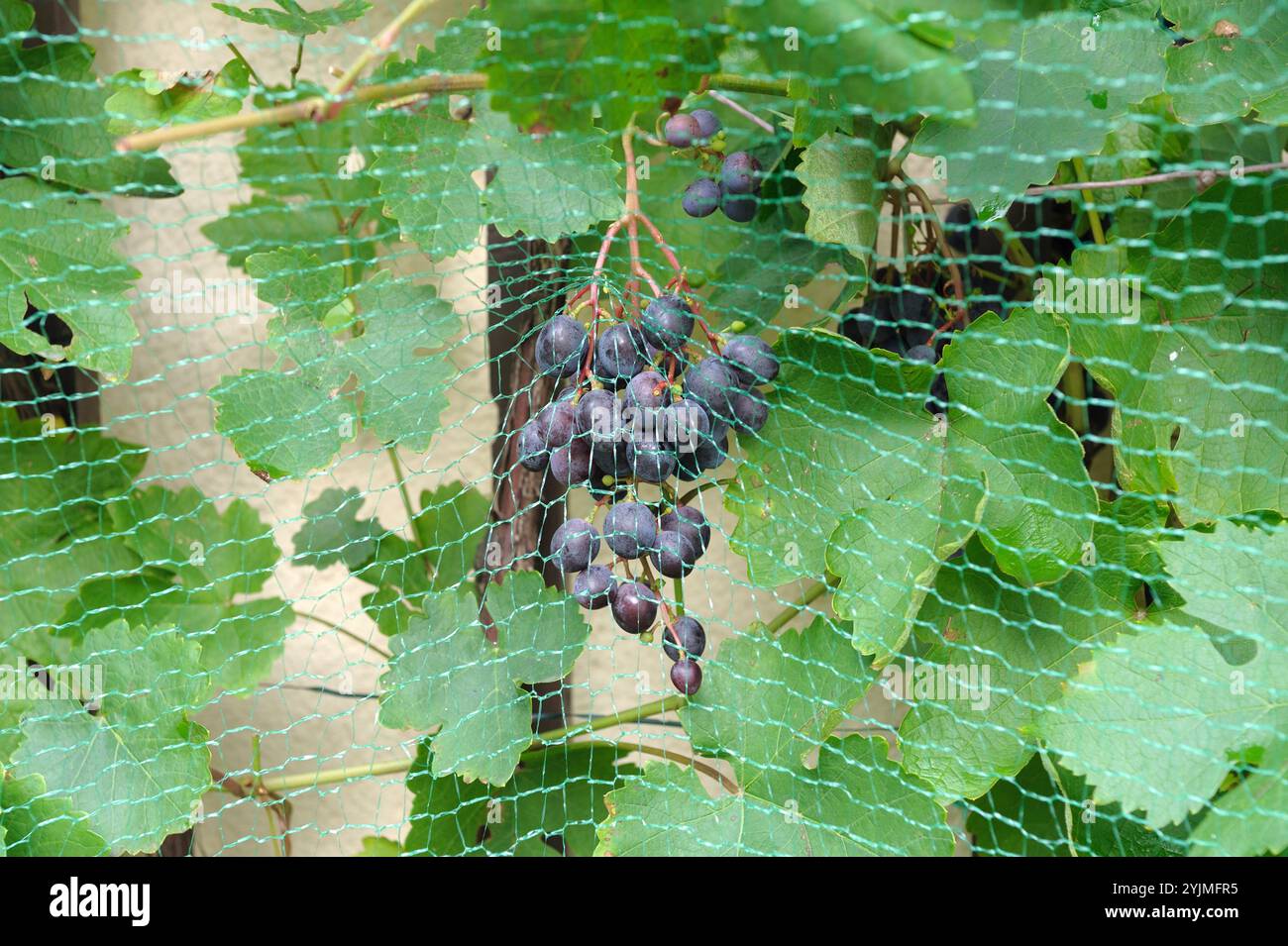 Weinrebe, Vitis Mitschurinski,, Grapevine, Vitis Michurinsky, Stock Photo