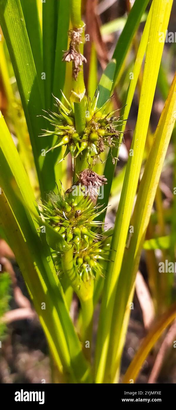 unbranched bur-reed (Sparganium emersum) Stock Photo