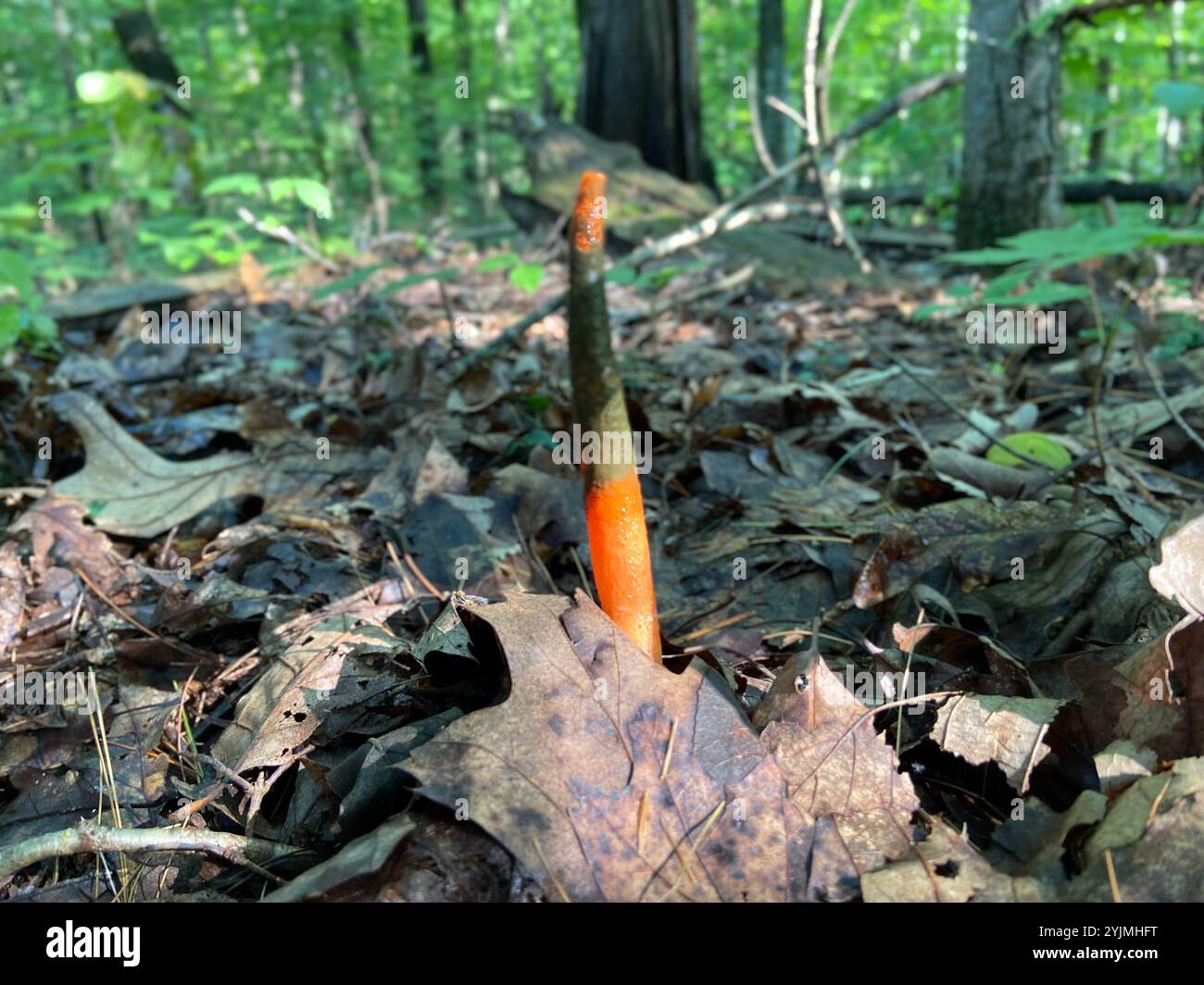 Mutinus elegans hi-res stock photography and images - Alamy