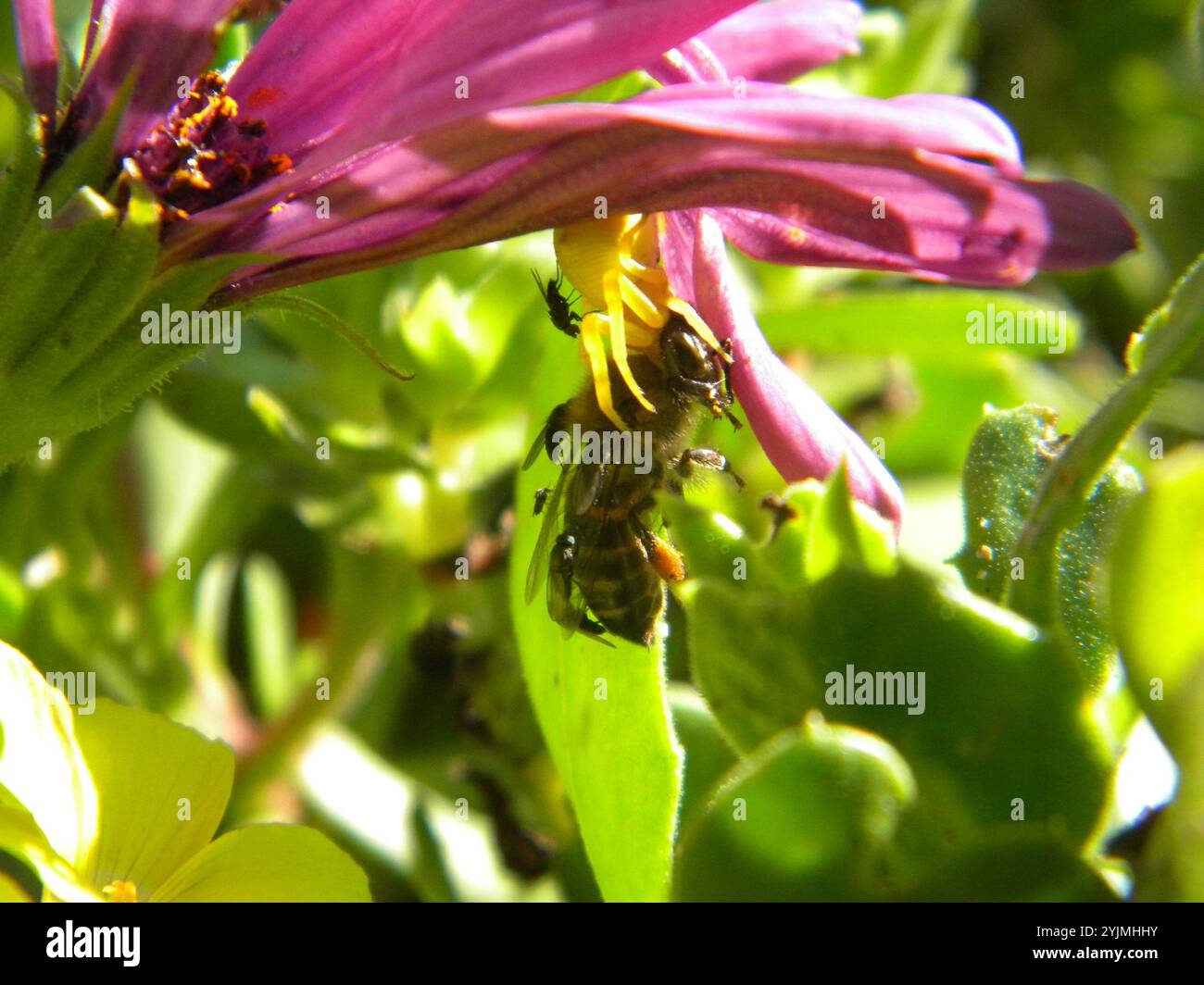 Cape Honey Bee (Apis mellifera capensis Stock Photo - Alamy