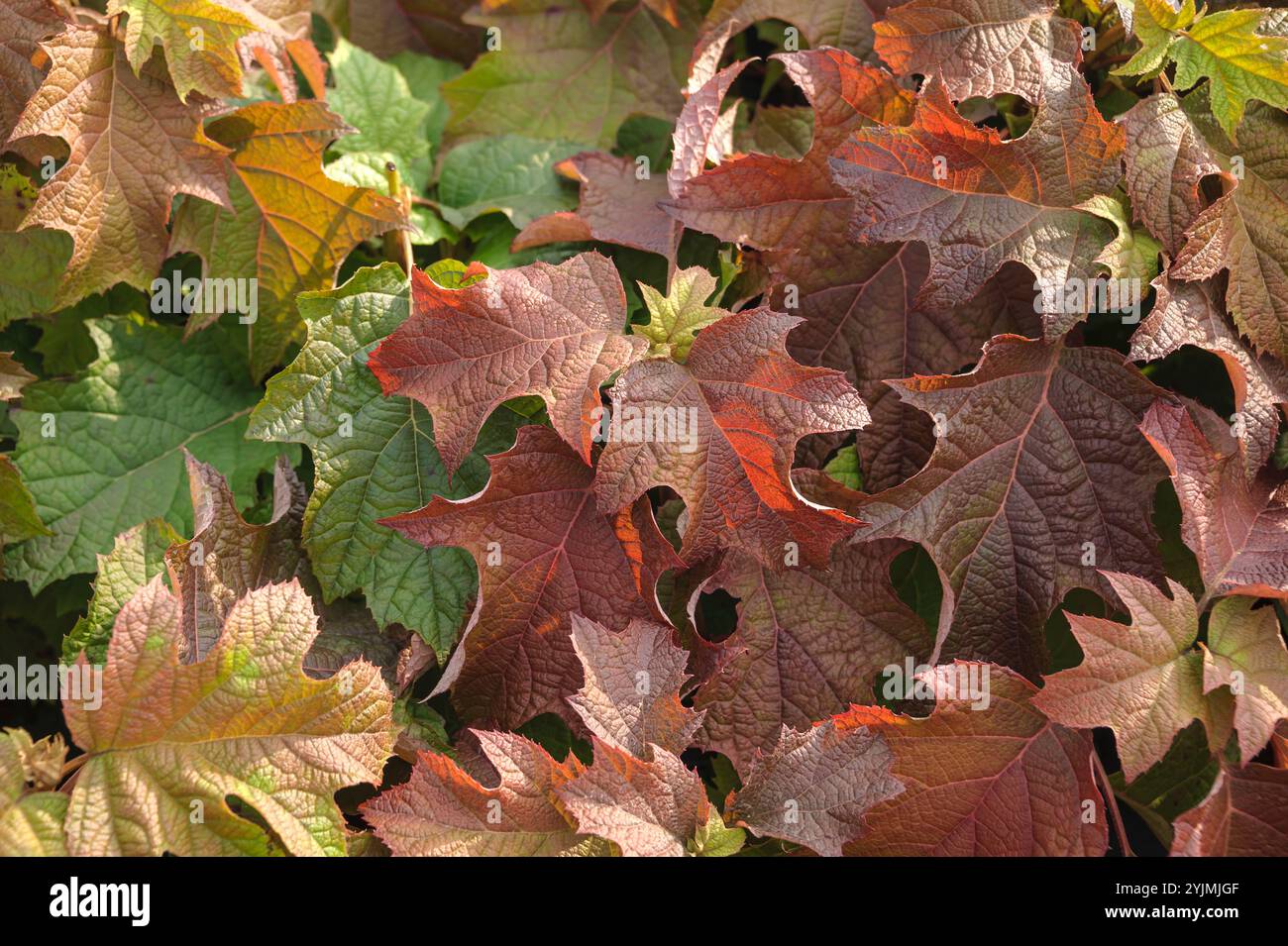 Eichenblatt-Hortensie, Hydrangea quercifolia,, Oakleaf hydrangea Stock Photo