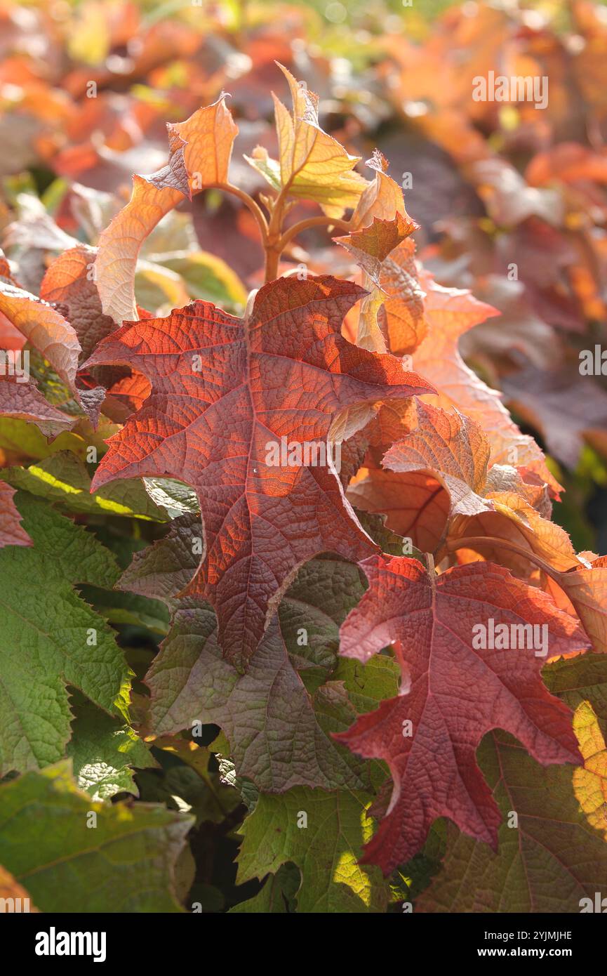 Eichenblatt-Hortensie, Hydrangea quercifolia,, Oakleaf hydrangea Stock Photo