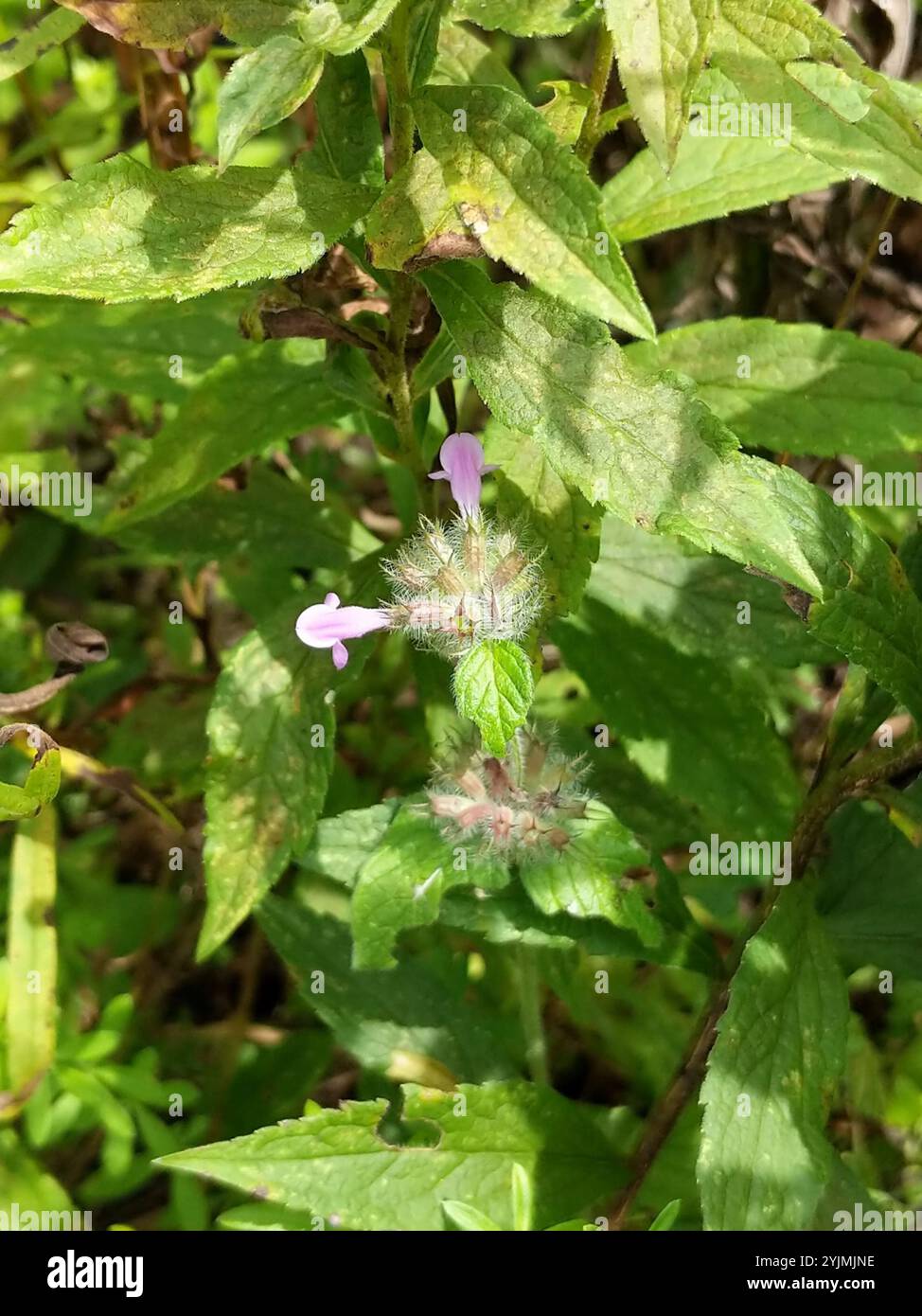 Wild Basil (Clinopodium vulgare Stock Photo - Alamy