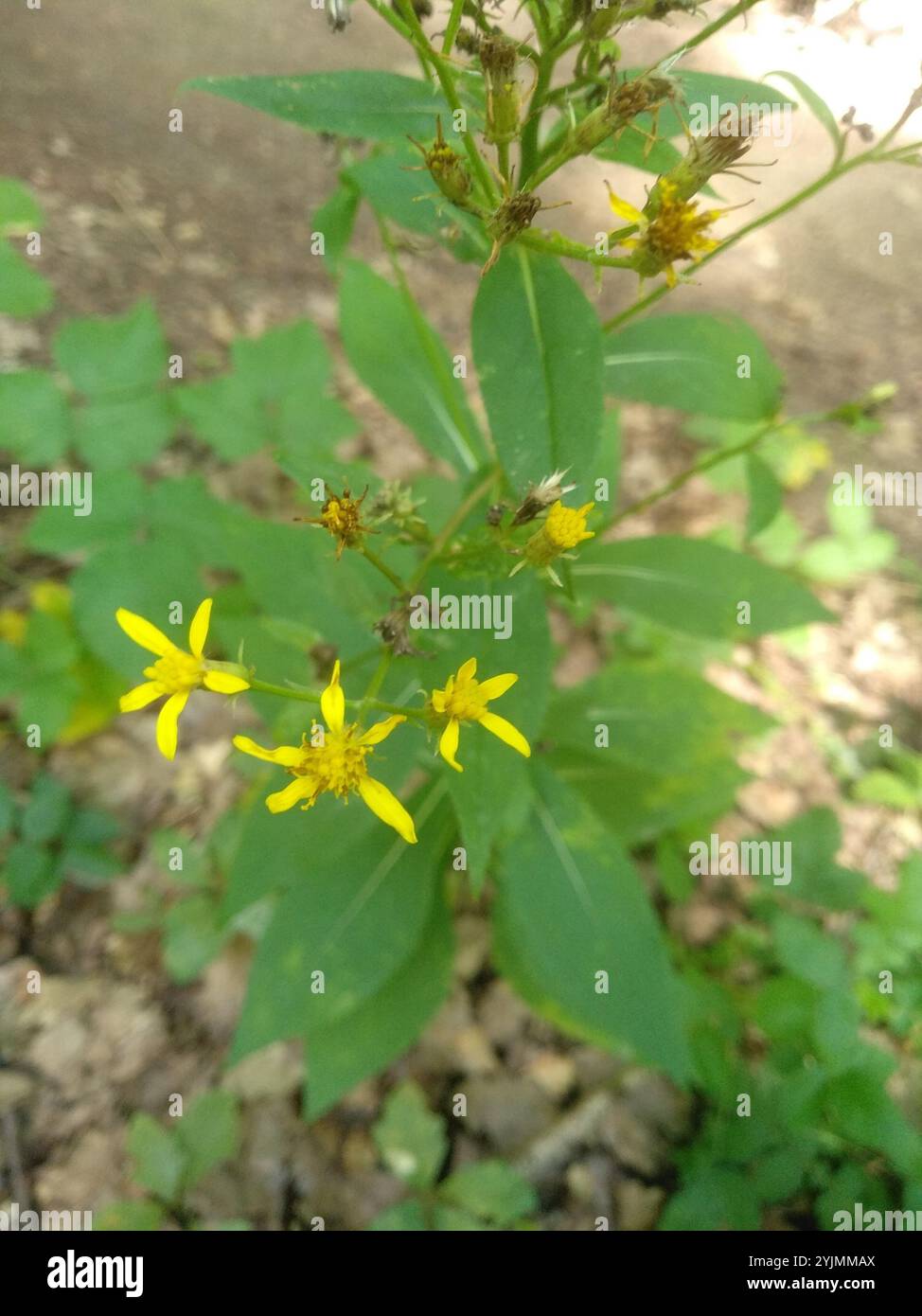Alpine Ragwort Complex (Senecio nemorensis Stock Photo - Alamy