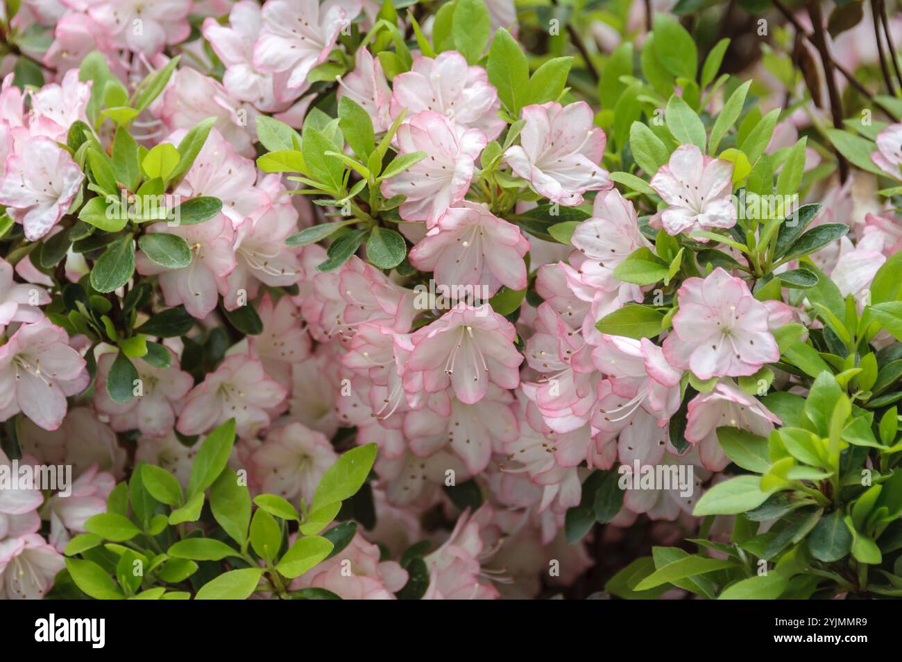 Japanische Azalee, Rhododendron Peggy Ann,, Japanese azalea Stock Photo ...