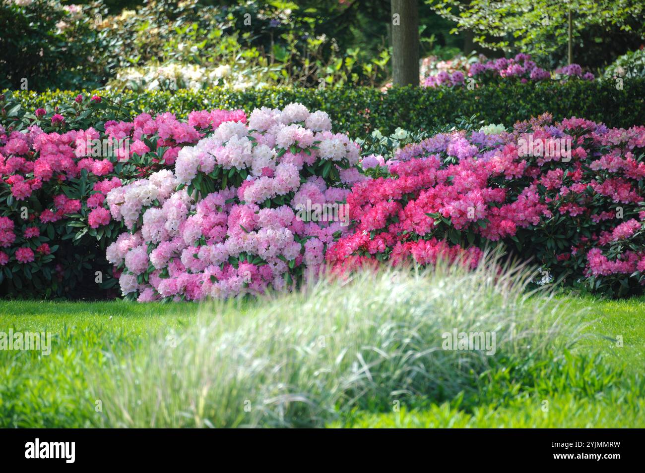 rhus rhododendron Rhododendron Roseum Elegans | 60-80 cm mit Wurzelballen main image 0