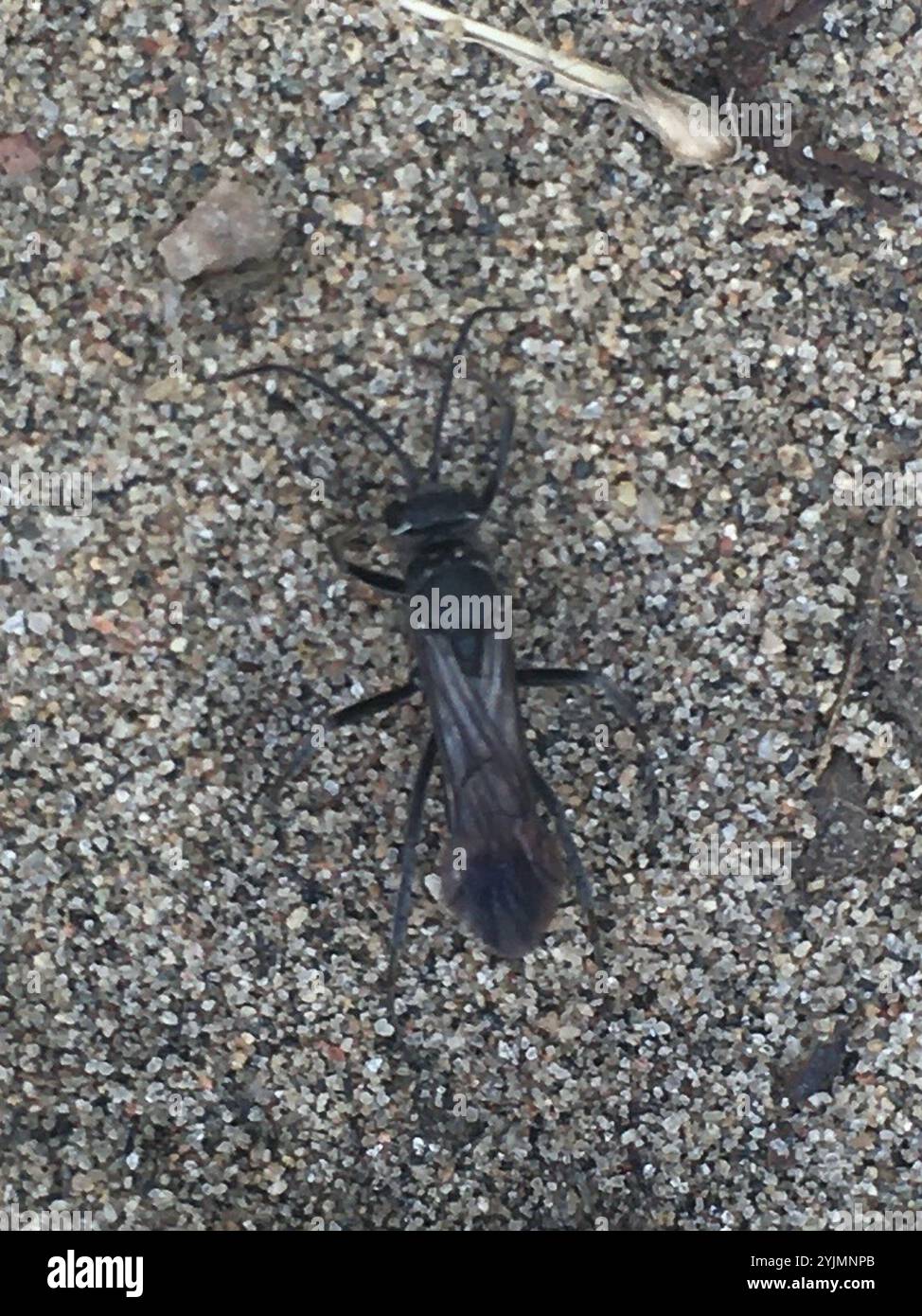 Blue-black Spider Wasps (Anoplius Stock Photo - Alamy