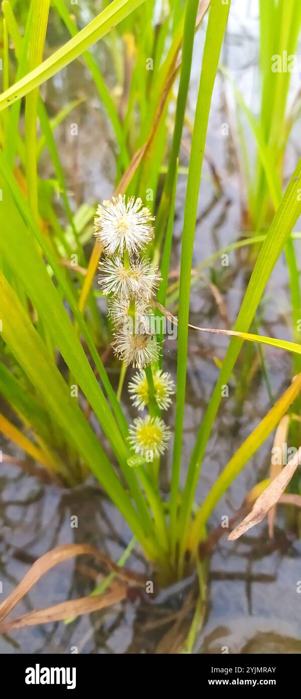 unbranched bur-reed (Sparganium emersum) Stock Photo