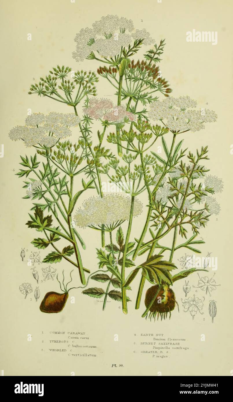 Queen anne's lace root hi-res stock photography and images - Alamy, image size:806x1390