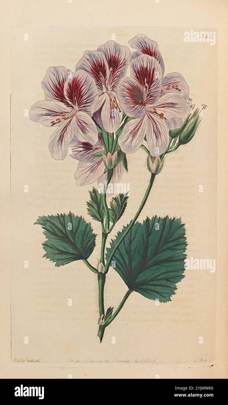 Artwork features several blossoms hi-res stock photography and images ...