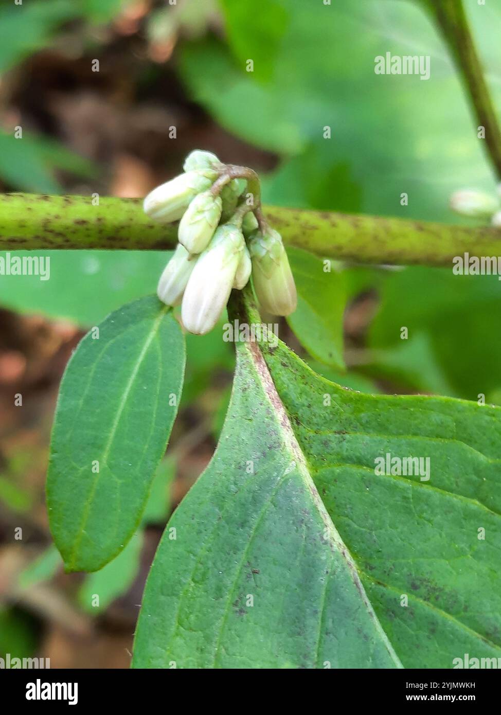 white rattlesnake root (Nabalus albus Stock Photo - Alamy