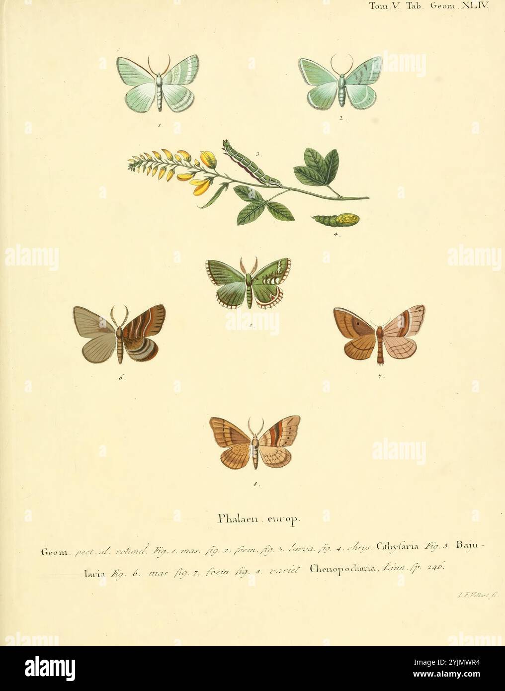 Insects unique characteristics hi-res stock photography and images - Alamy