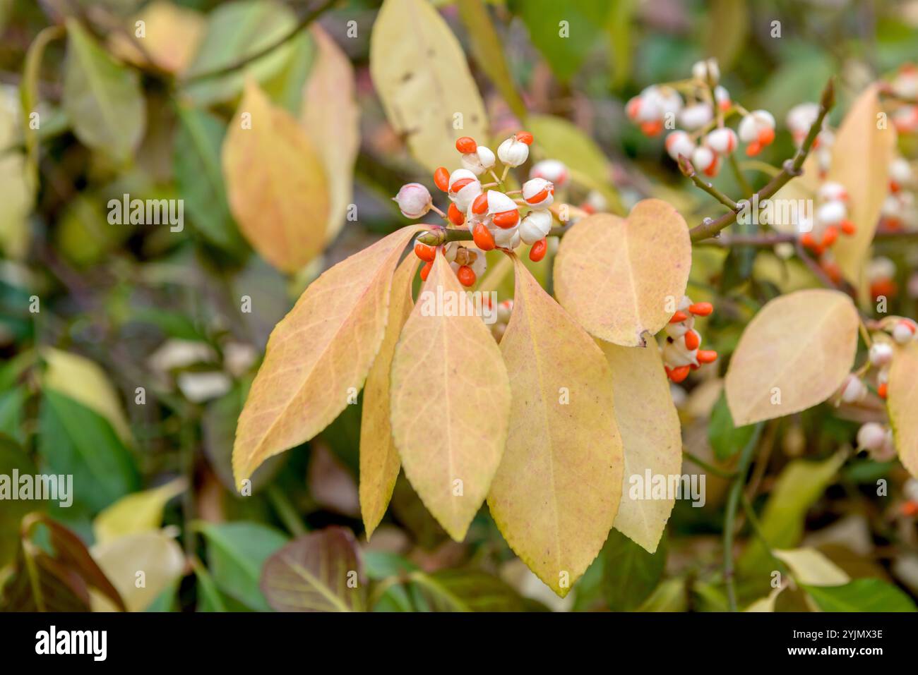 Immergrüner Spindelstrauch, Euonymus fortunei Vegetus,, Evergreen spindle tree Stock Photo