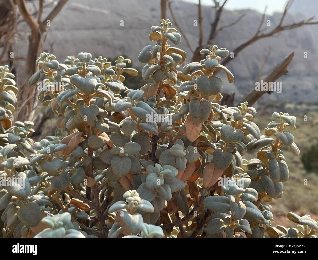 Roundleaf buffaloberry (Shepherdia rotundifolia Stock Photo - Alamy