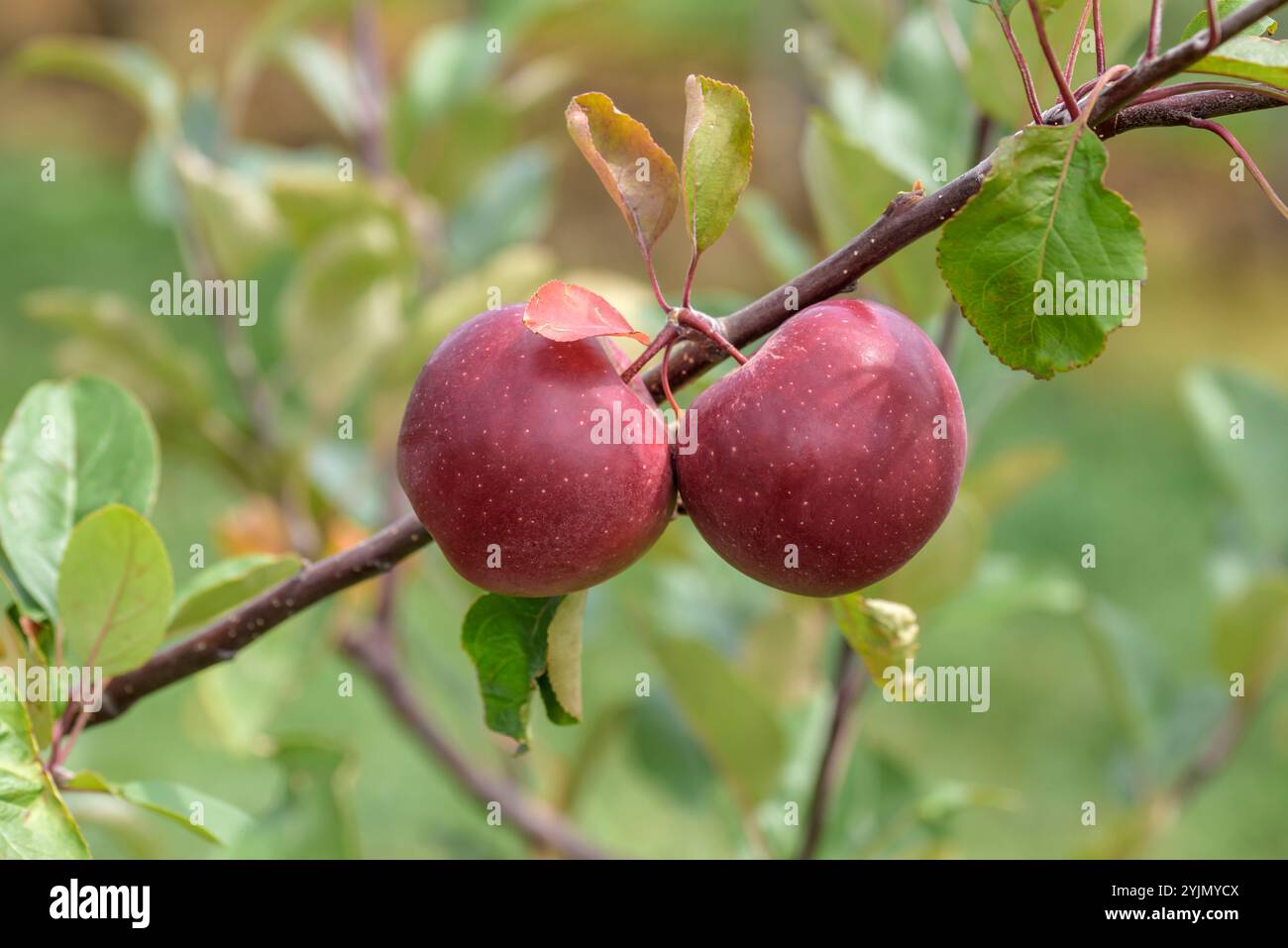 Apfelbaum 'Baya Marisa' Halbstamm 160-190cm - Rotfleischiger Apfelbaum Im 10L Topf