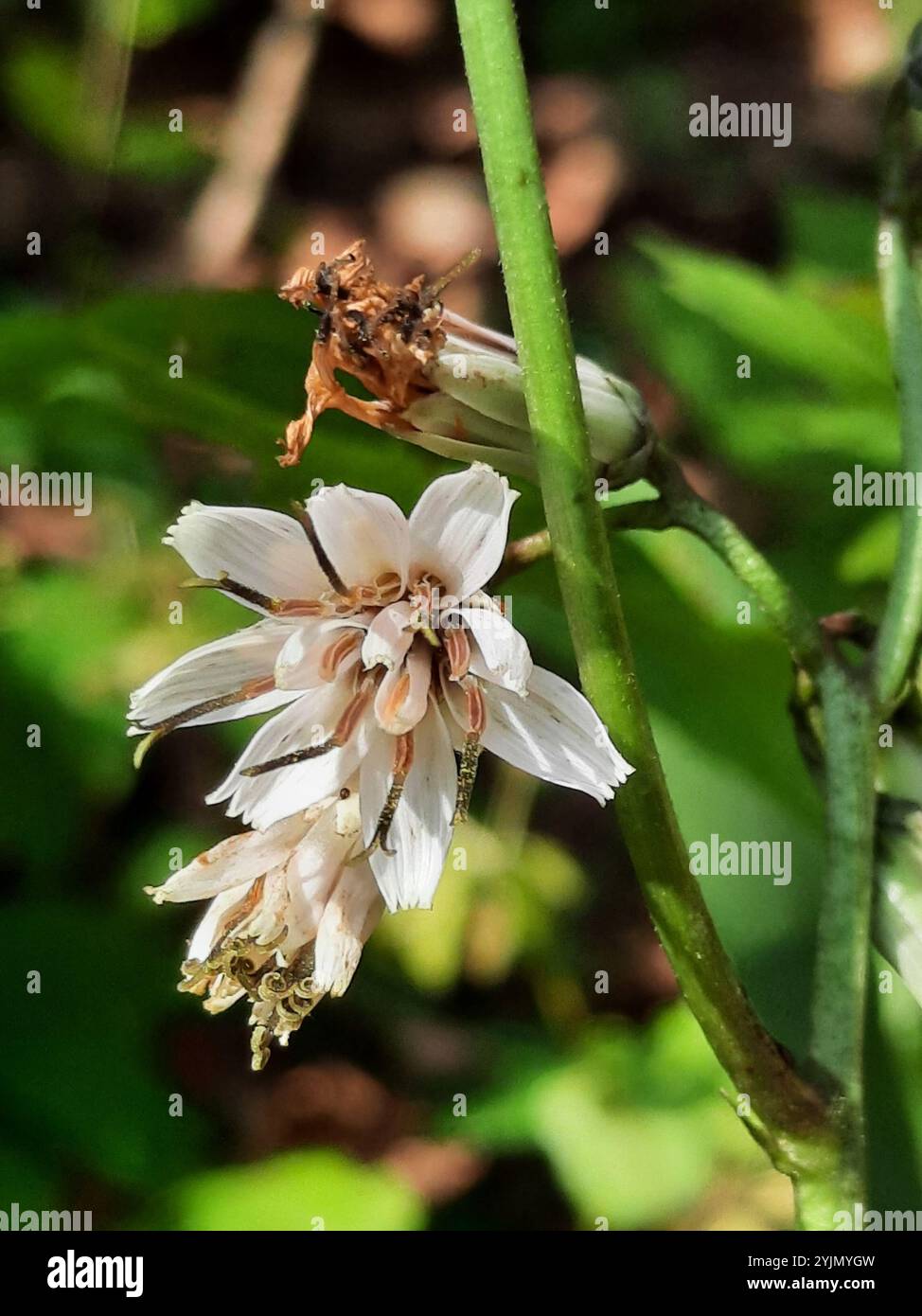 white rattlesnake root (Nabalus albus Stock Photo - Alamy