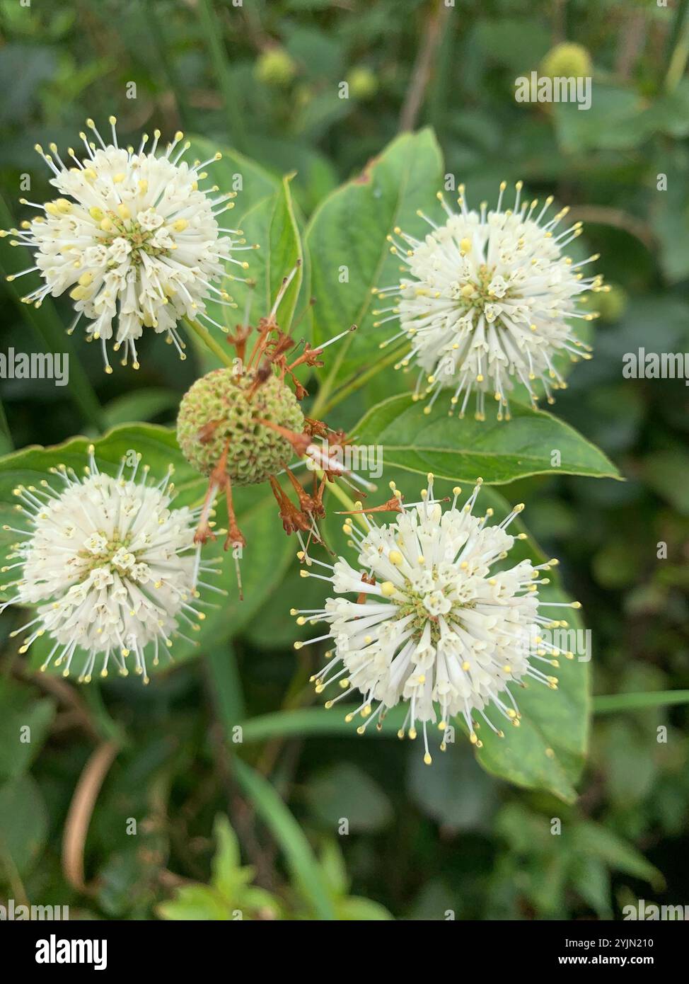 buttonbush (Cephalanthus occidentalis Stock Photo - Alamy