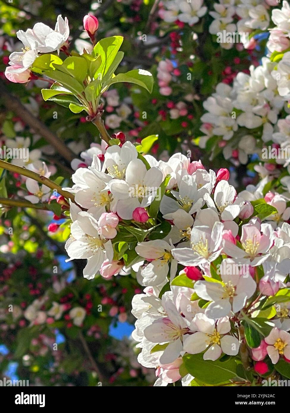 White flowers. - Smartphone Captured Stock Image