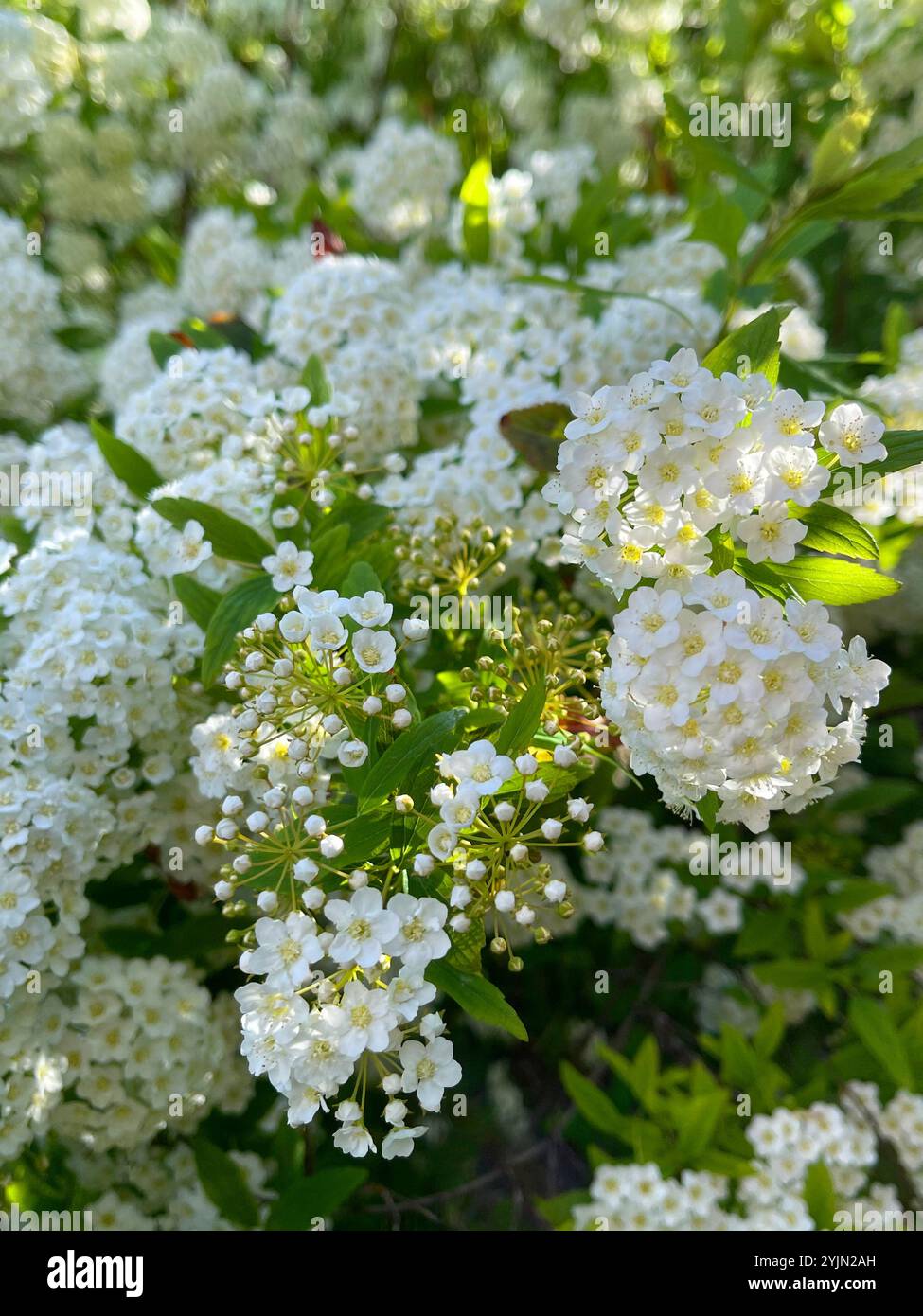 White flowers. - Smartphone Captured Stock Image
