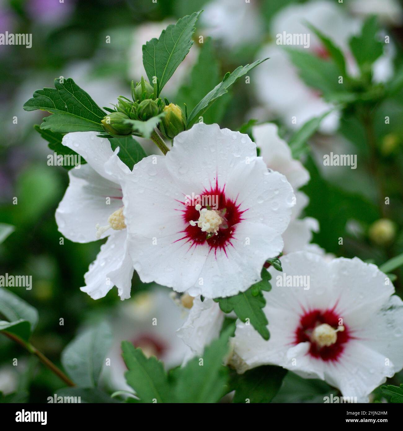 Hibiskus syriacus hi-res stock photography and images - Alamy