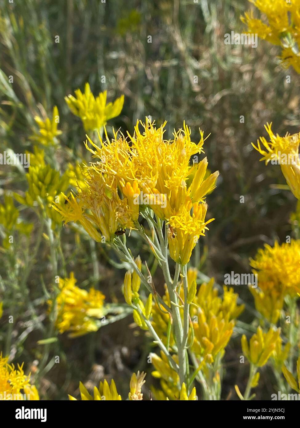 Rubber Rabbitbrush (Ericameria nauseosa Stock Photo - Alamy