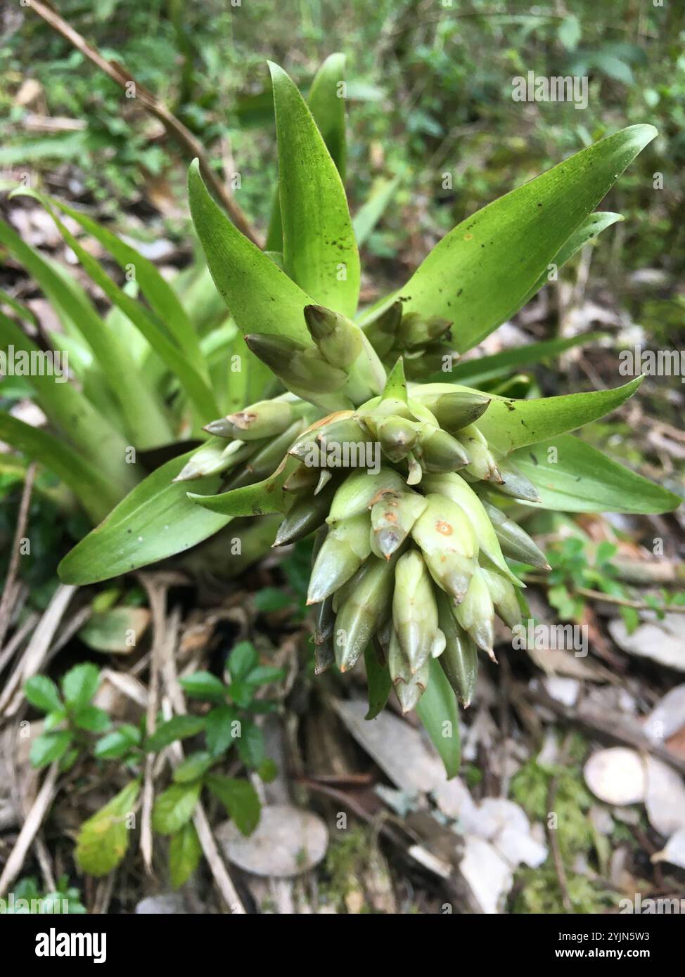 Tillandsia biflora hi-res stock photography and images - Alamy