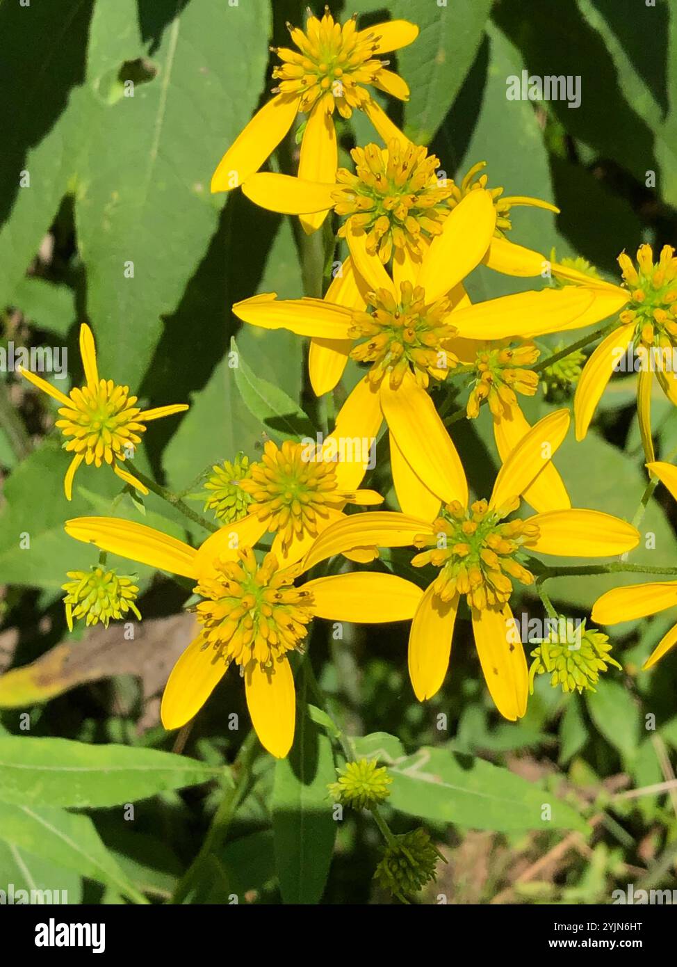 Wingstem (Verbesina alternifolia Stock Photo - Alamy