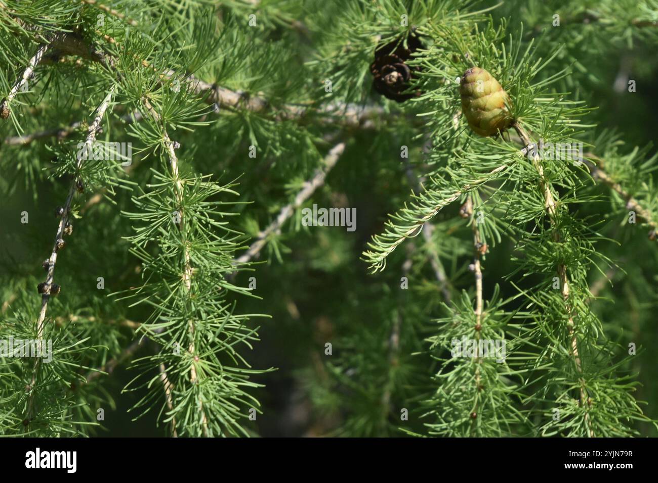 tamarack (Larix laricina Stock Photo - Alamy