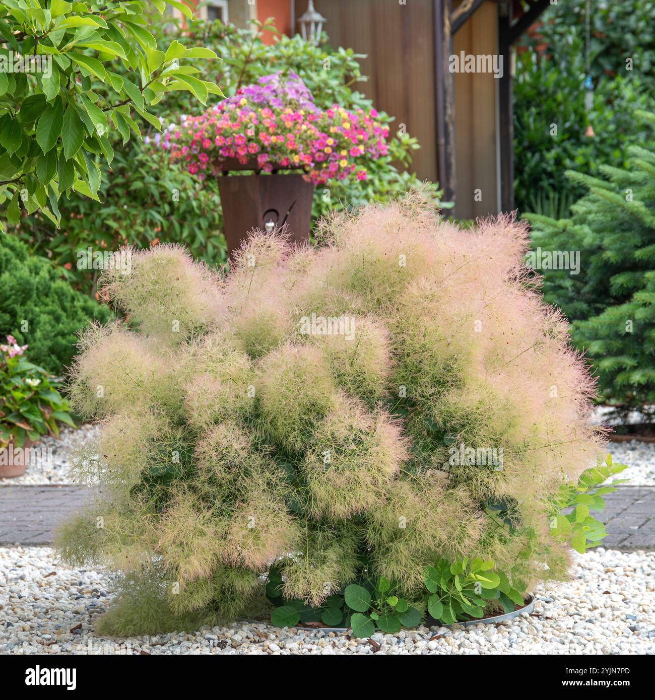 Cotinus coggygria young lady hi-res stock photography and images - Alamy