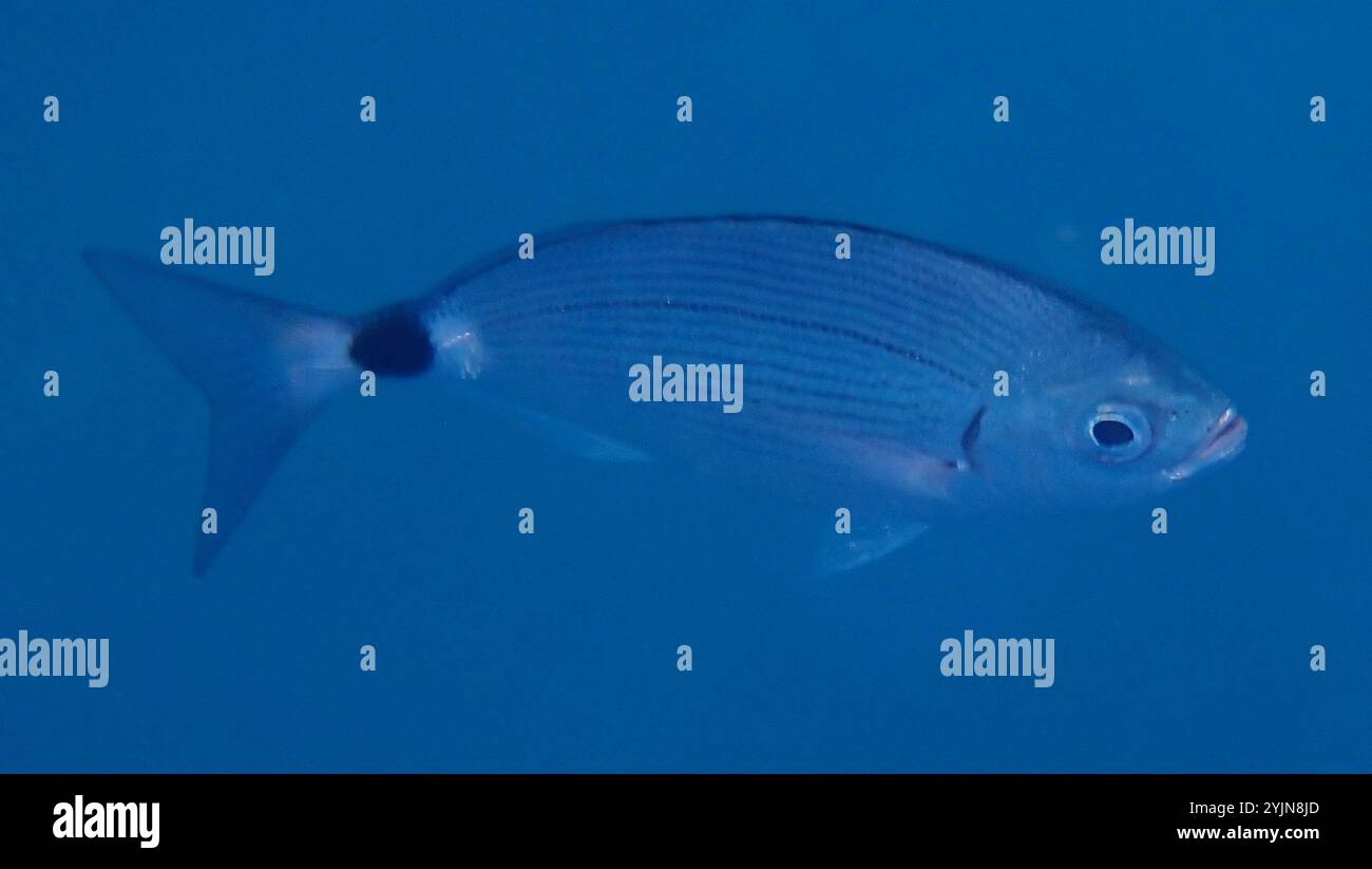 saddled-seabream-oblada-melanurus-stock-photo-alamy