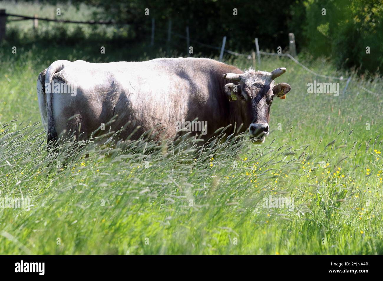 Altag Rind Fette kuh hi-res stock photography and images - Alamy
